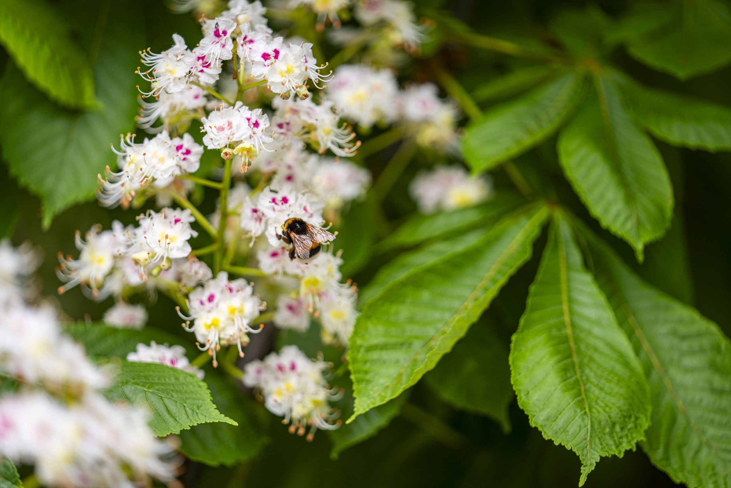 biologiai_novenyvedelem