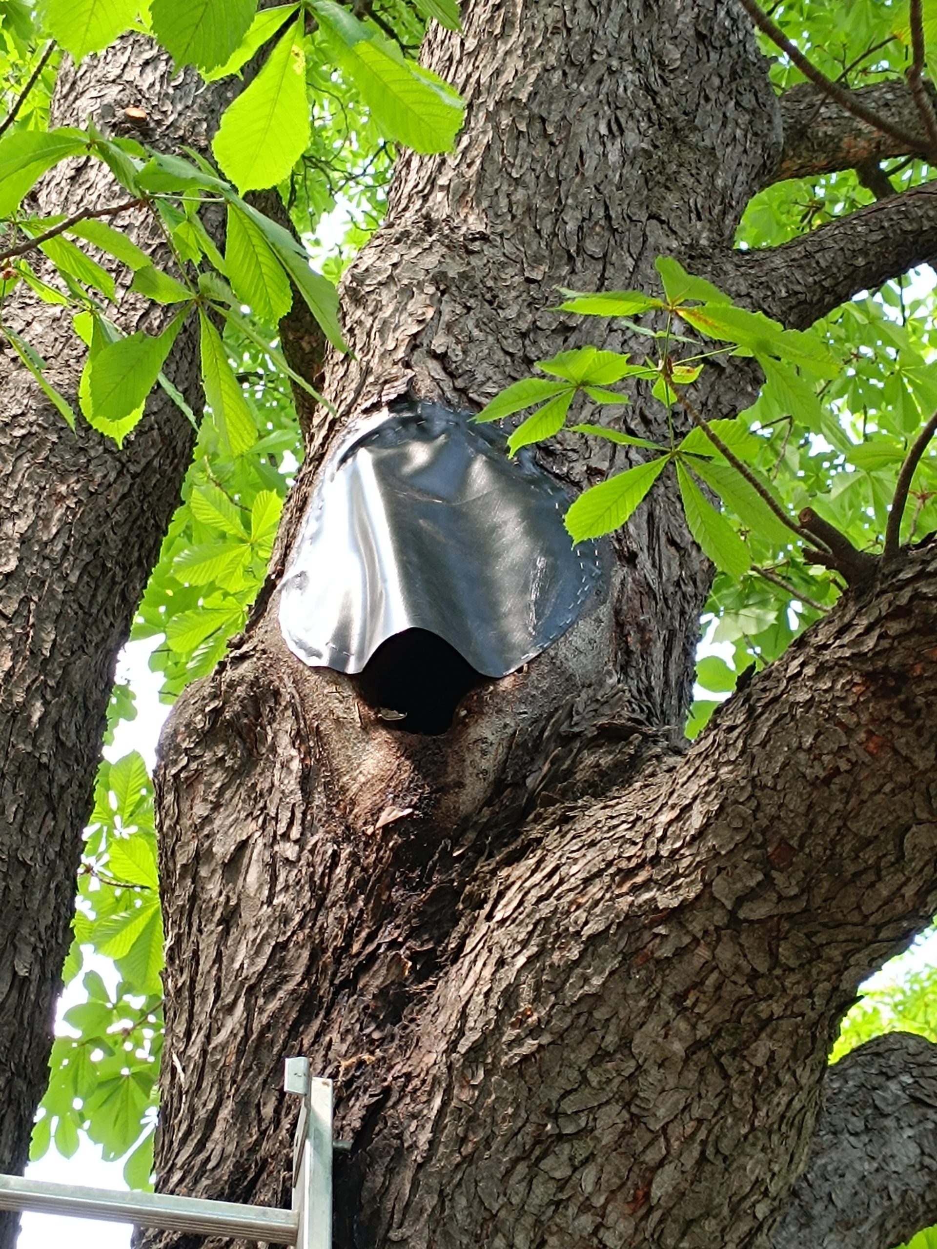 faapolas_oduzaras faapolas_oduzaras