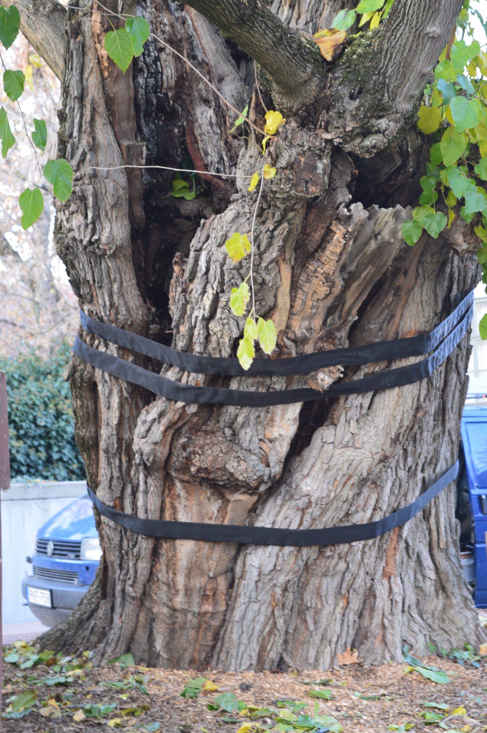 faapolas_torzs-megerositese-uj faapolas_torzs-megerositese-uj